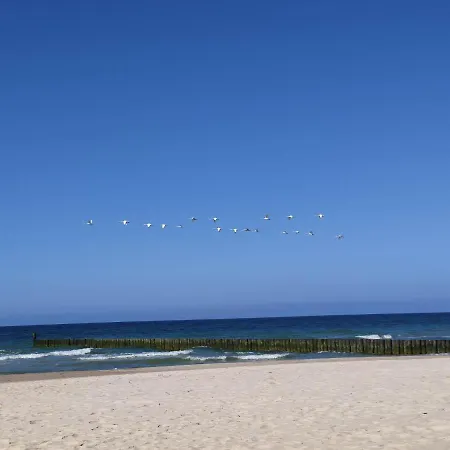 Torfu סיאנוז'טי