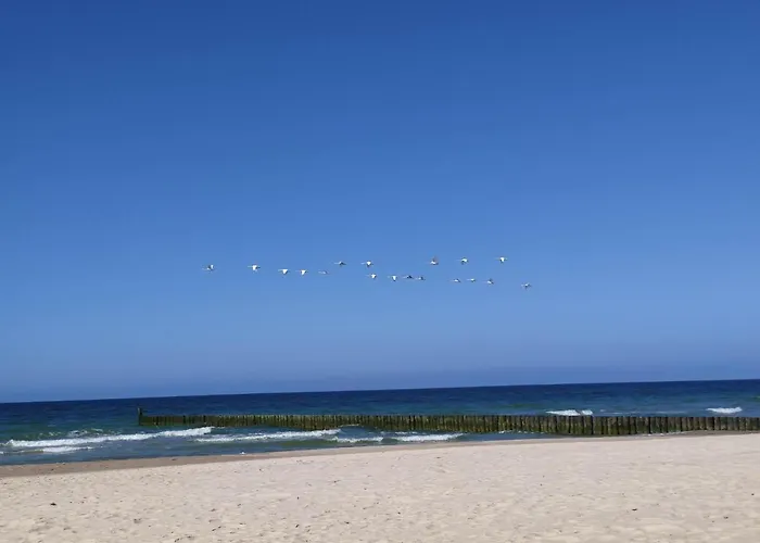 Torfu 辛安诺泽蒂